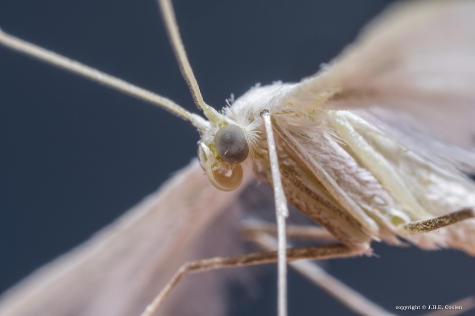 Portret van een..... - Geleedpotigen - Vijfvingerige vedermot