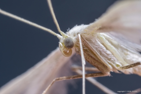 Portret van een.....