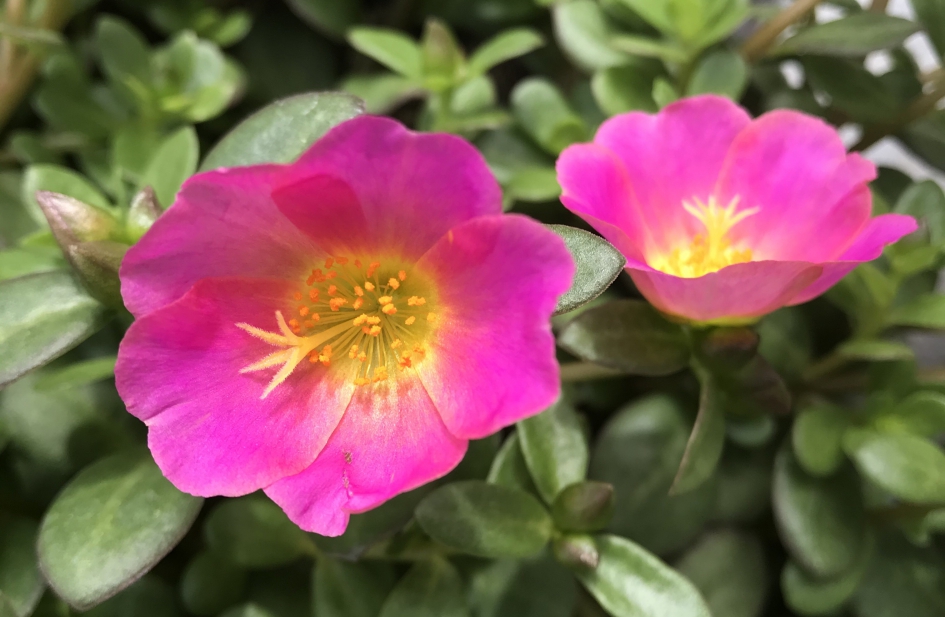 Portulaca - Planten - 