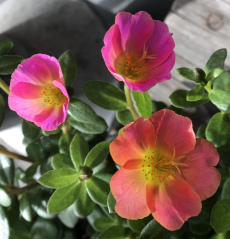 Portulaca