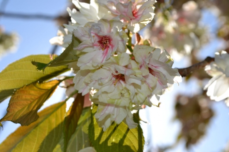 Prunus