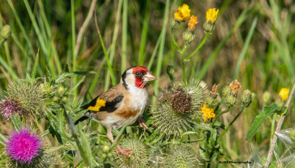 Putter. - Vogels - Putter.