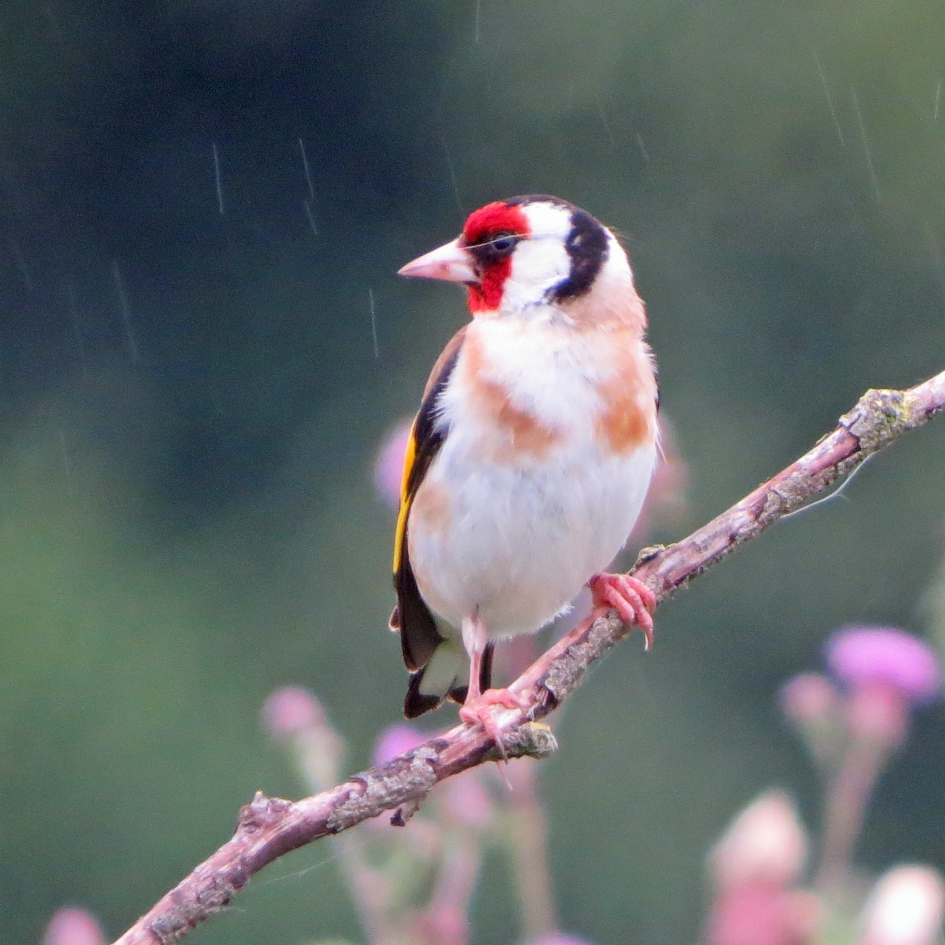 putter in de regen - Vogels - 