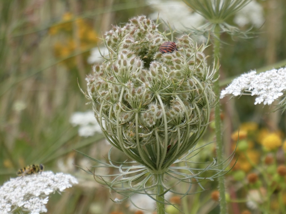 Pyamawants in de peen - Geleedpotigen - 