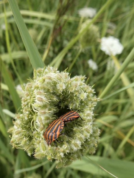 Pyamawantsen op de peen