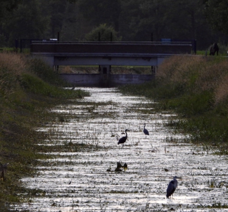 Reigers op laag water