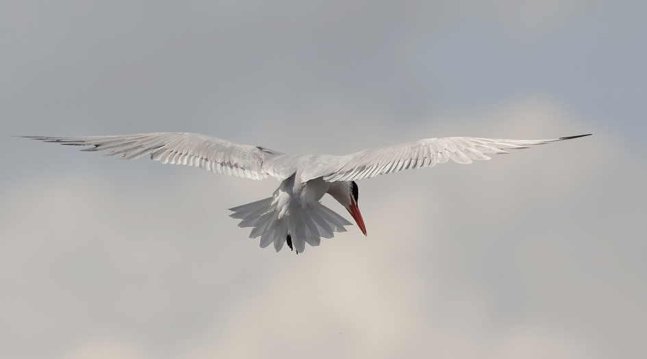 Reuzen ..... - Vogels - Reuzenstern