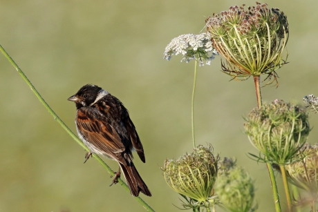 Rietgors en wilde peen