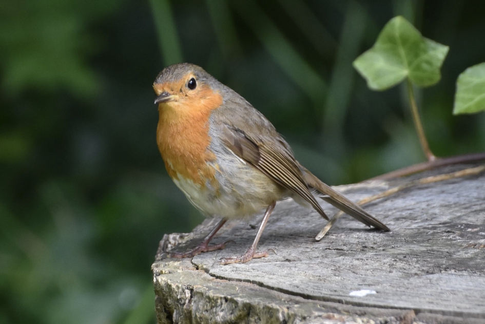 Roodborst - Vogels - 