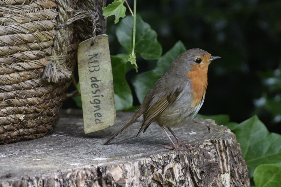 Roodborst - Vogels - 