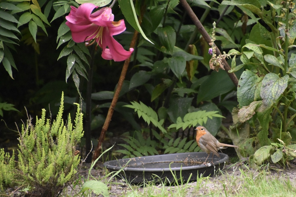 Roodborst - Vogels - 