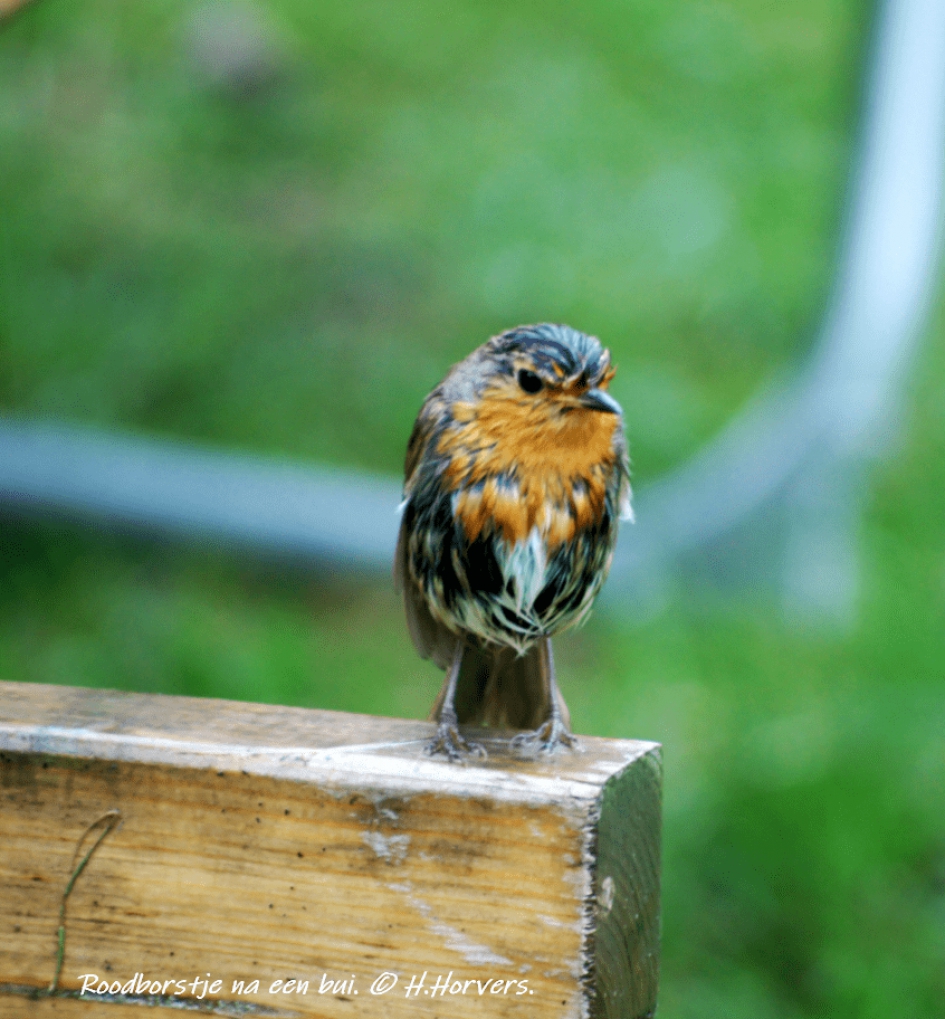 Roodborstje na de regen... - Vogels - Roodborstje