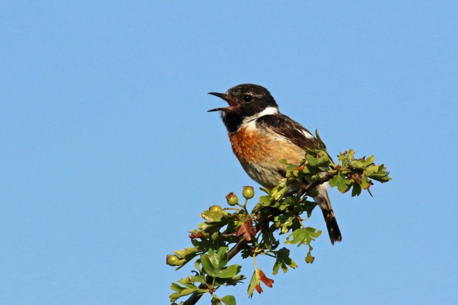 roodborsttapuit - Vogels - 