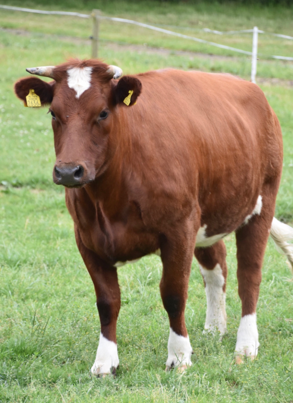 Brandrood rund - Zoogdieren - 