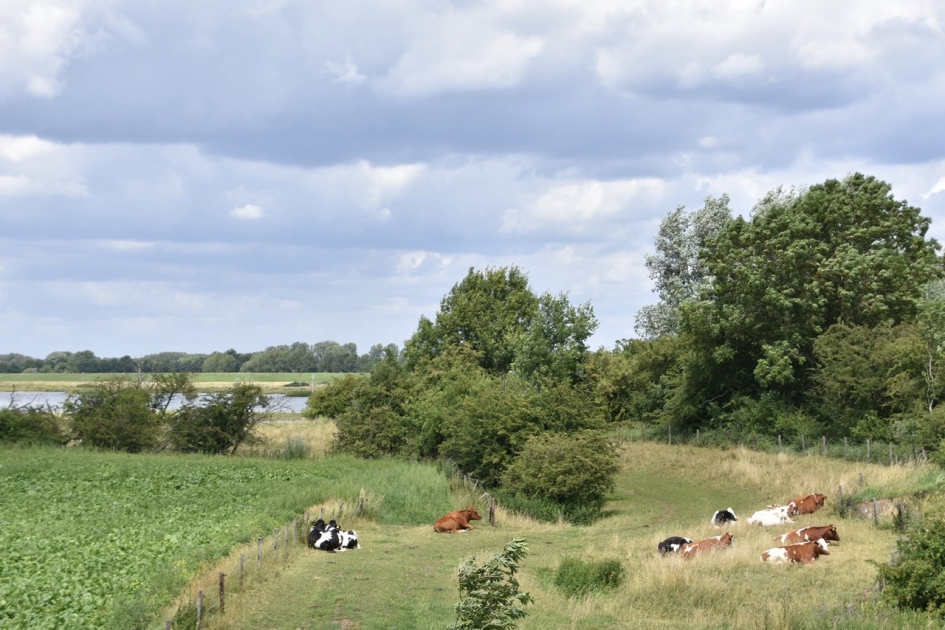 Rustende koeien - Zoogdieren - 