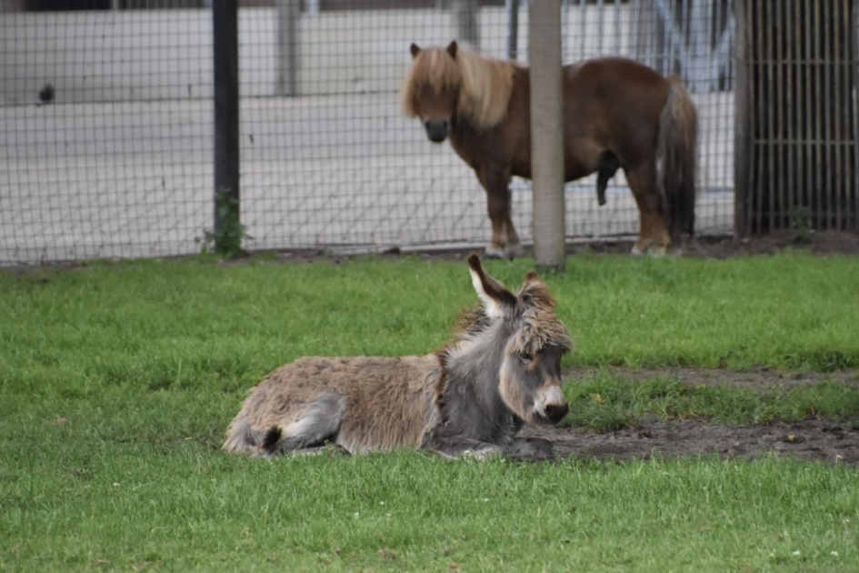Samen in de wei - Zoogdieren - 