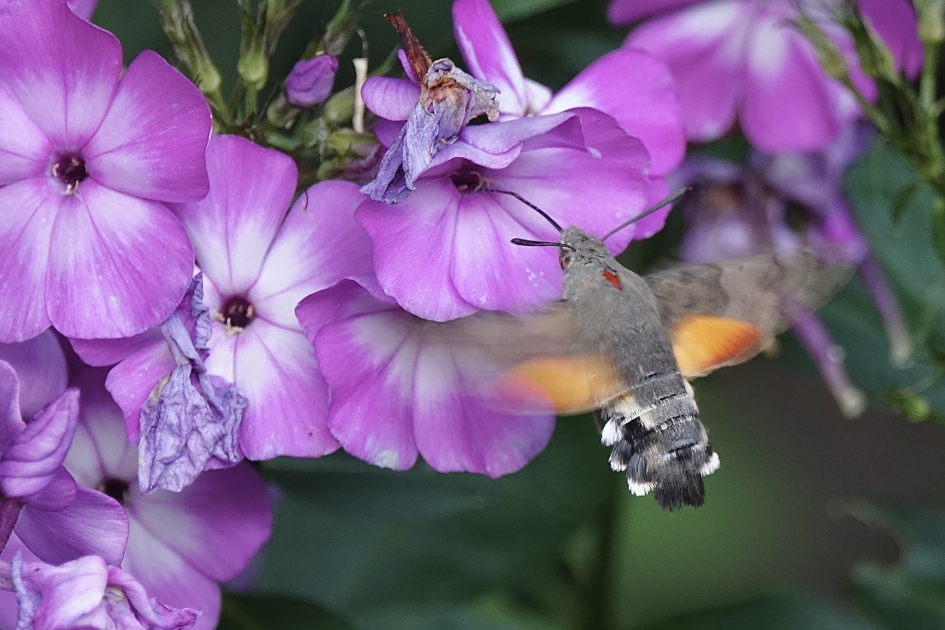 Avondschemer bezoeker - Geleedpotigen - Kolibrievlinder
