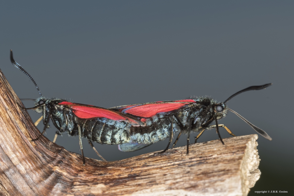 Sint-jansvlinder (Zygaena filipendulae) - Geleedpotigen - Sint-jansvlinder
