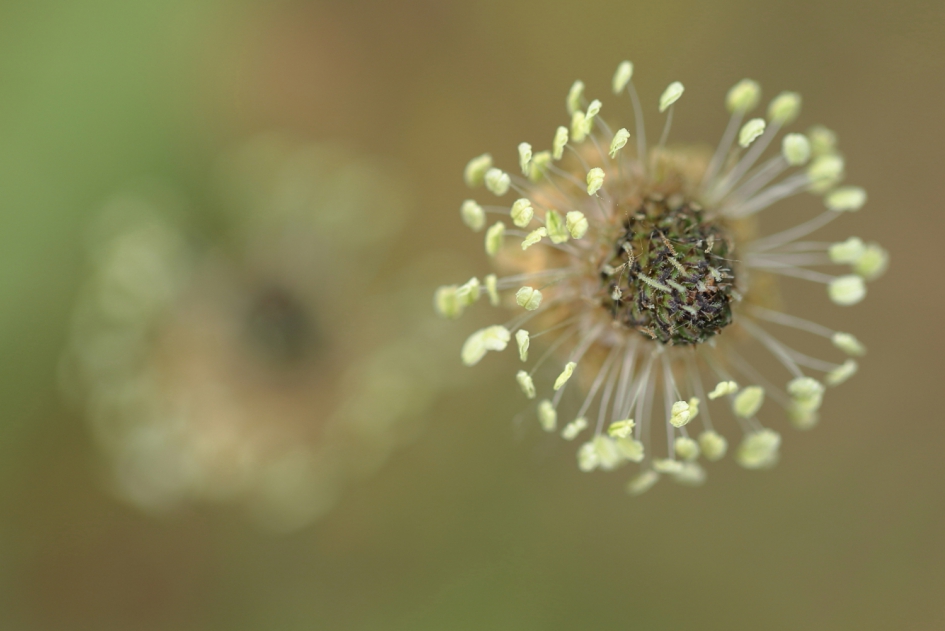 smalle weegbree - Planten - smalle weegbree