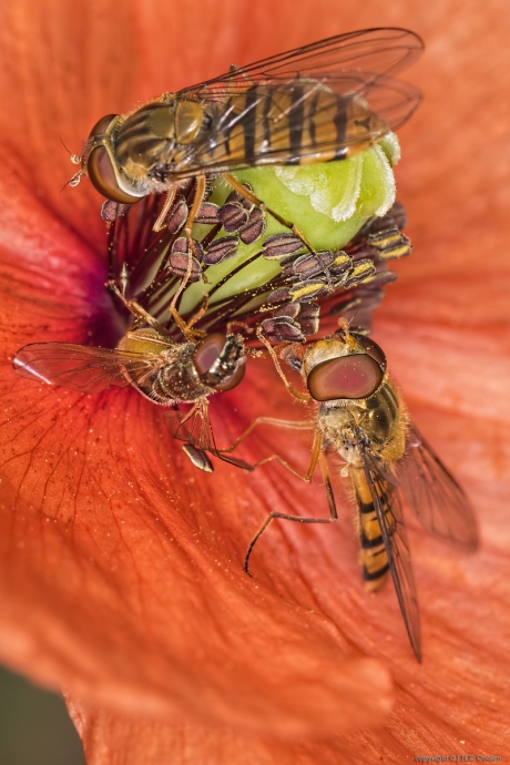 Snorzweefvlieg (Episyrphus balteatus)