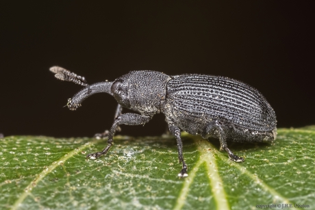 Snuitkever, Magdalis cerasi