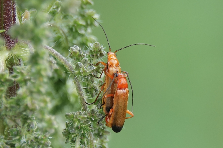 Soldaatjes - Geleedpotigen - Soldaatje
