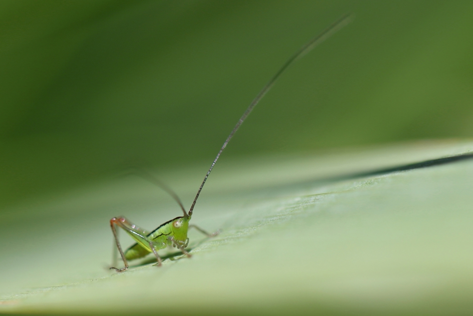 spitskopje -nimf- - Geleedpotigen - spitskopje