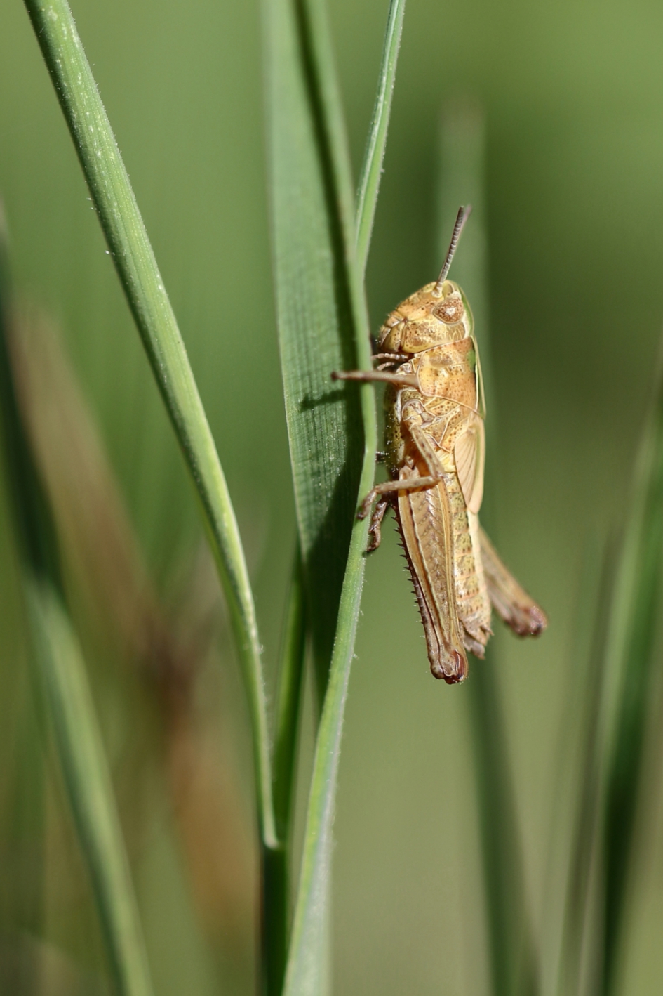 sprinkhaan uit de biguttulus-groep -nimf- - Geleedpotigen - biguttulusgroep