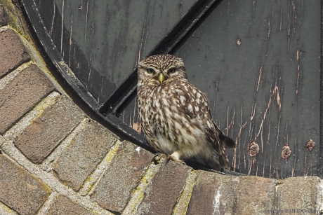 Steenuil (Athene noctua)