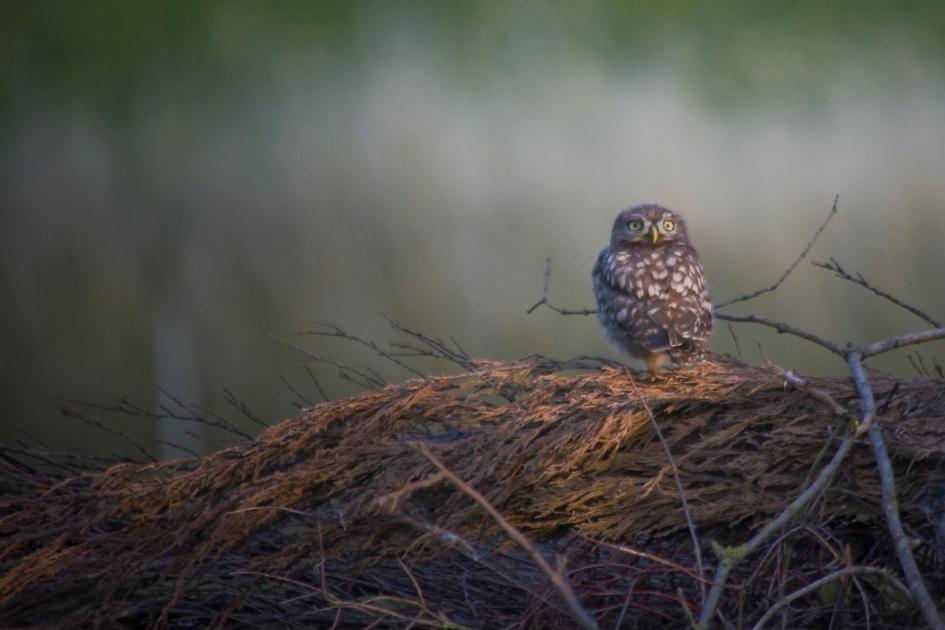 Steenuil op takkenbos - Vogels - Steenuil