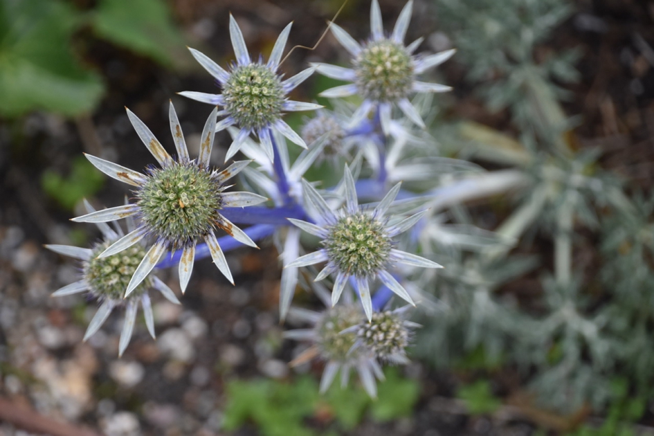 Sterretjes - Planten - 