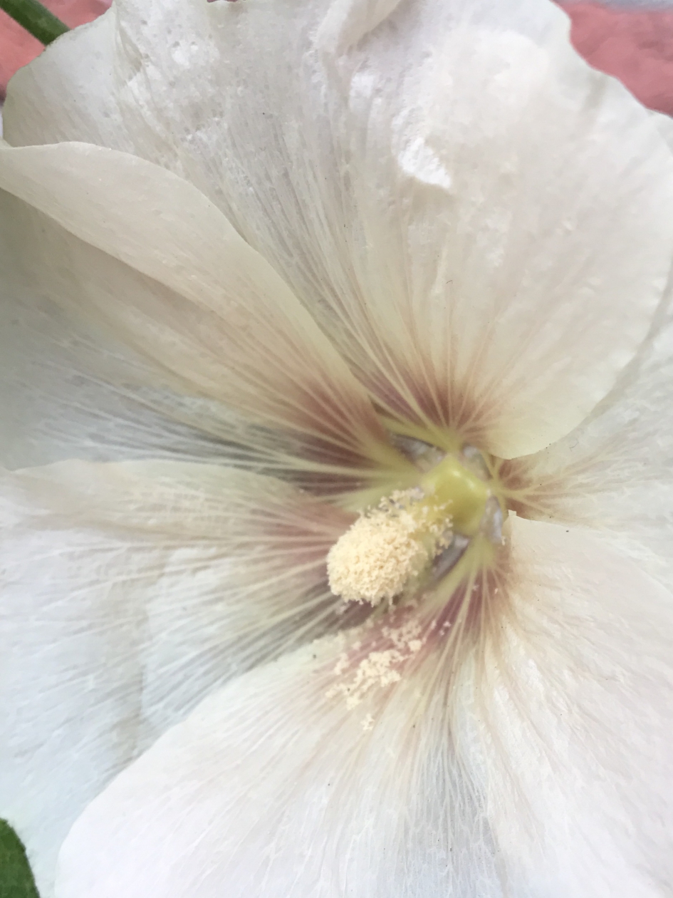 Stokroos - Planten - 