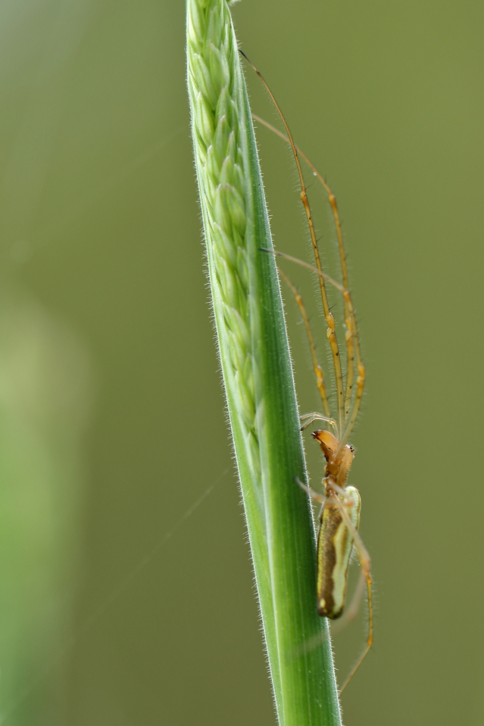 strekspin - Geleedpotigen - strekspin
