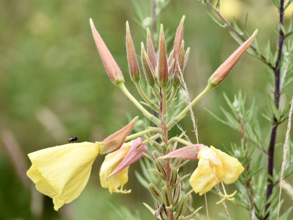 Teunisbloem - Planten - 