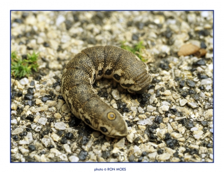 teunisbloempijlstaart (rups)Proserpinus proserpina Pallas