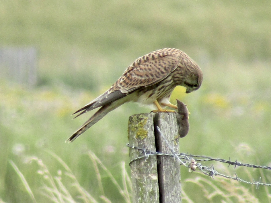 Torenvalk aan de maaltijd - Vogels - Torenvalk