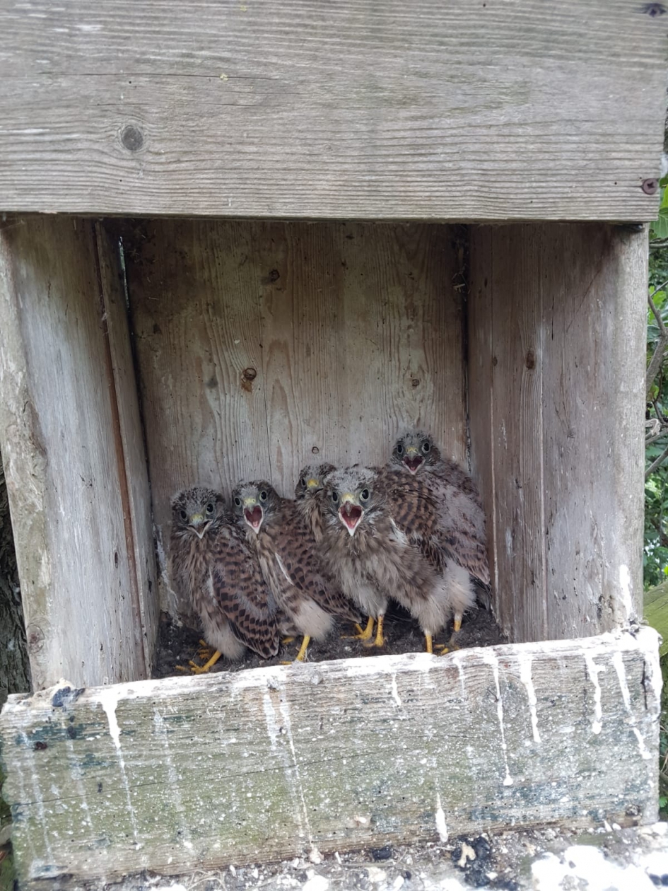 Torenvalk met 5 jongen - Vogels - Torenvalk