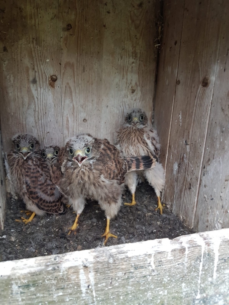 Torenvalk met 5 jongen