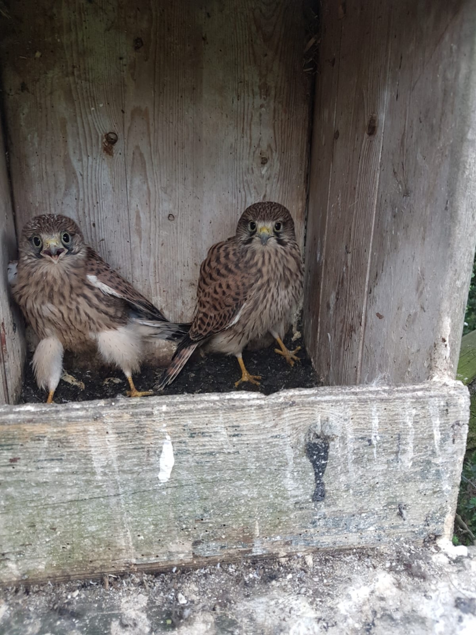 Torenvalk met 5 jongen - Vogels - Torenvalk