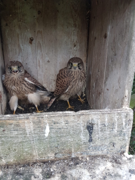 Torenvalk met 5 jongen