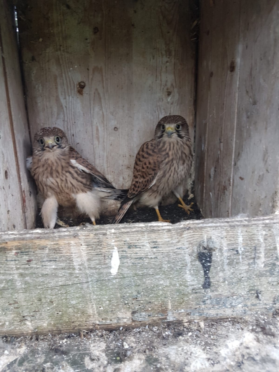 Torenvalk met 5 jongen - Vogels - Torenvalk