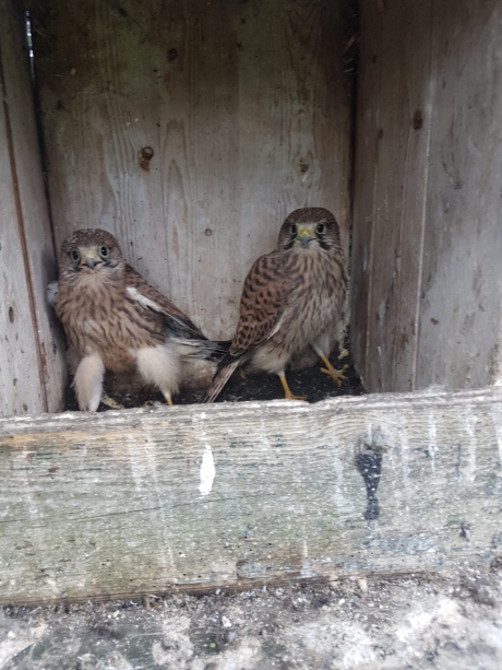 Torenvalk met 5 jongen