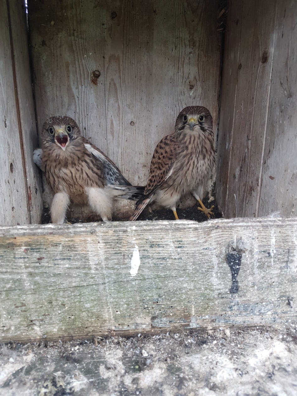 Torenvalk met 5 jongen - Vogels - Torenvalk