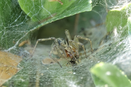 Trechterspin met prooi