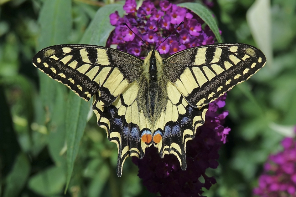 Tuin Koningin 3 - Geleedpotigen - Koninginnenpage