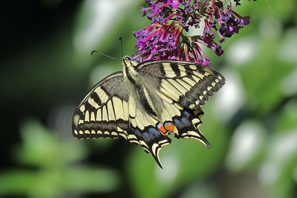 Tuin Koningin - Geleedpotigen - Koninginnenpage