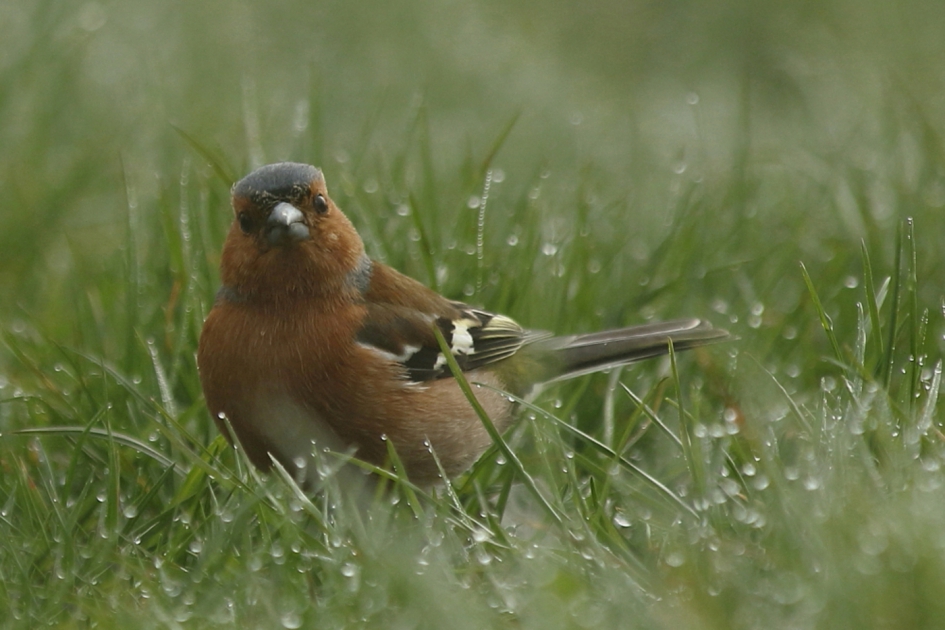tussen de buien door - Vogels - vink
