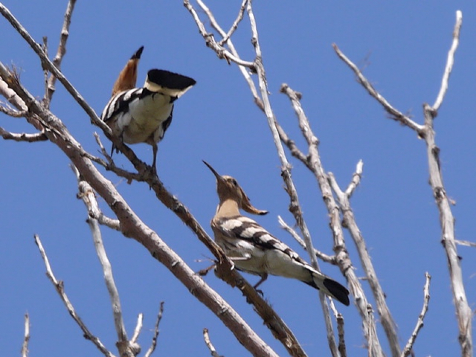 Twee keer Hop - Vogels - Hop