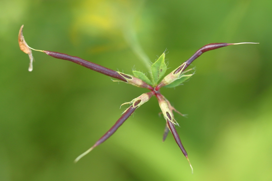 uitgebloeid - Planten - moerasrolklaver