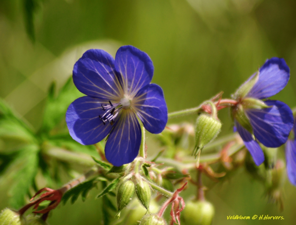 Veldbloem. - Planten - Veldbloem.